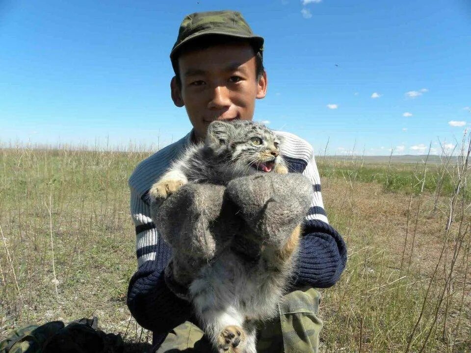 Мануалы cat