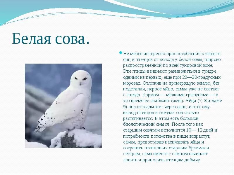 Информация о белой сове. Рассказ о белой сове. Информация о сове. Информация о белой сове. Текст белая сова.