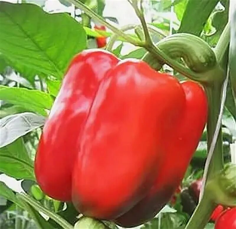 Перец сладкий сибиряк f1. Перец сладкий лекарь f1. Перец эскимо. Перец эскимо отзывы. Перец хаски f1 (энза заден) "агроэлита".