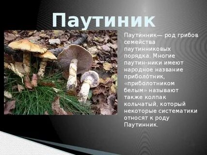 Род грибовых