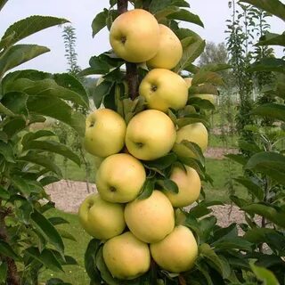 Яблоня колонновидная