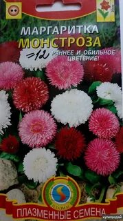 Маргаритки семена