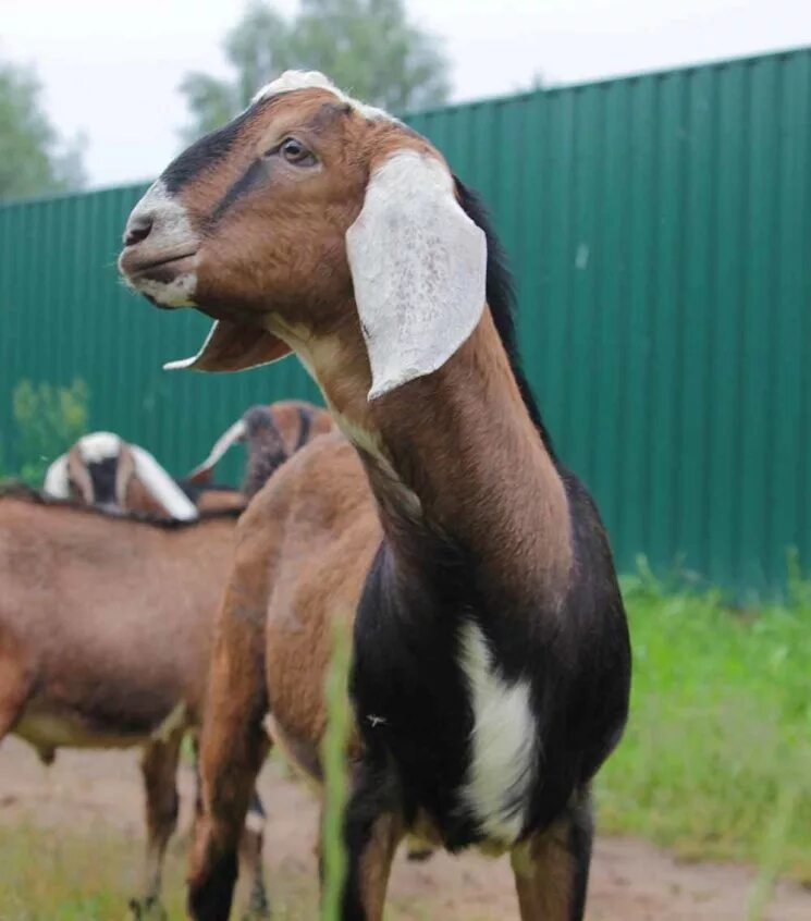 Козы нубийские фото цена описание. Англо-нубийская коза. Коза нубийской породы. Коза вислоухая нубийская. Заано-нубийские козы.