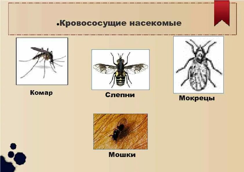 Комары мокрецы. Мокрецы двукрылые. кровососущее насекомое название. кровососущие насекомые (гнус). кровососущие насекомые средней полосы.