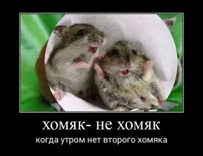 Хомяк добро