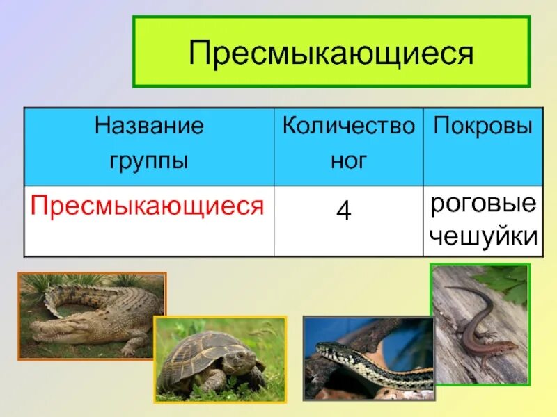 Пресмыкающиеся названия. Пресмыкающиеся виды животных. Класс пресмыкающиеся представители. Пресмыкающиеся роговые чешуйки.