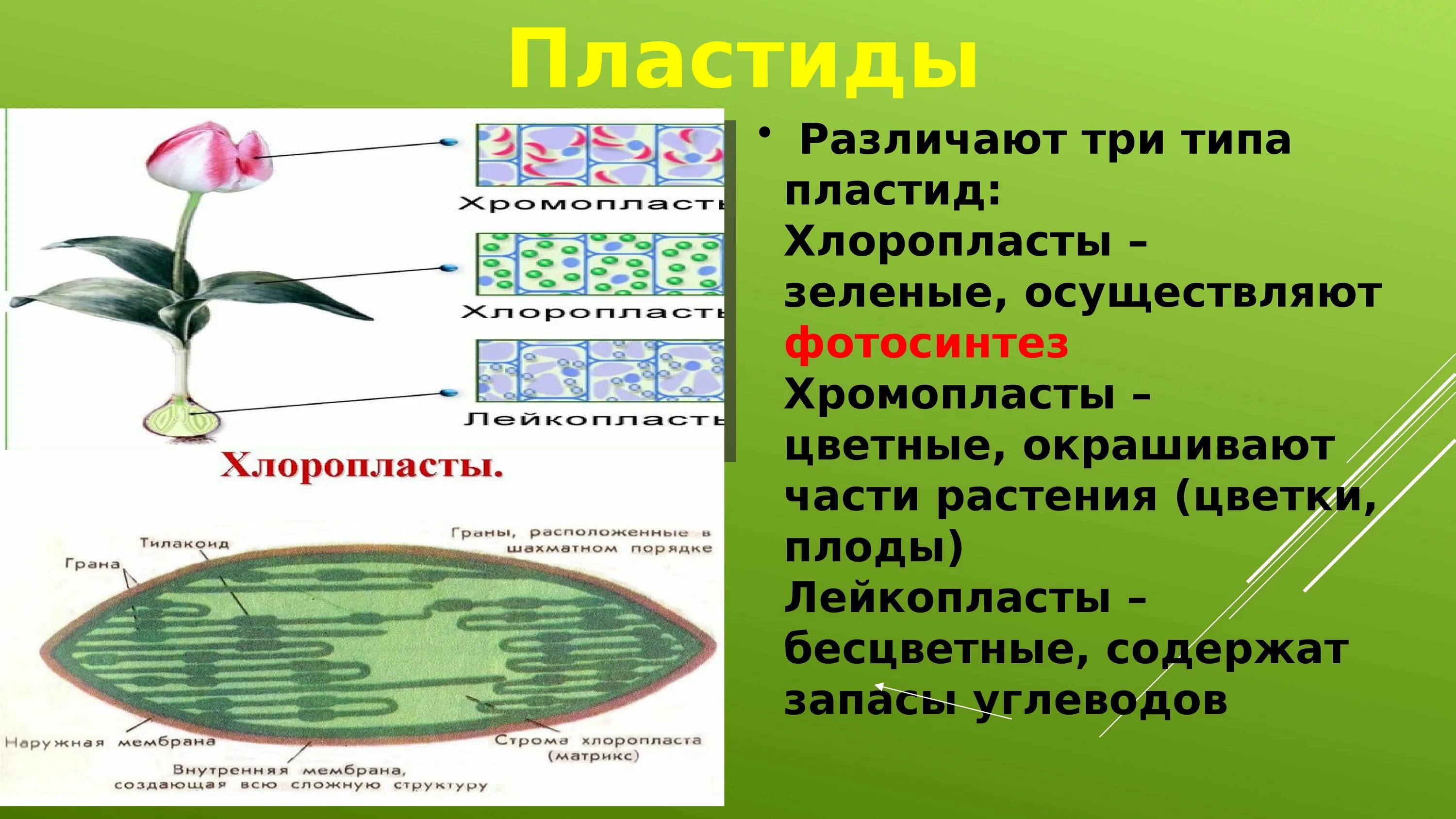 Хлоропласты характерны для клеток ответ. Пластиды растительной клетки 5 класс биология. Что такое хлоропласты в биологии 5 класс. Пластиды строение 5 класс биология. Хлоропласты и лейкопласты в клетках.