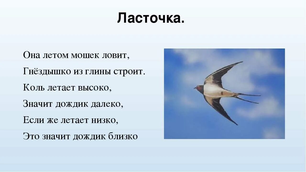 Загадка про ласточку. Загадка про ласточку для детей. Загадки про птиц Ласточка. Рассказ про ласточку. Летел высоко составить предложение