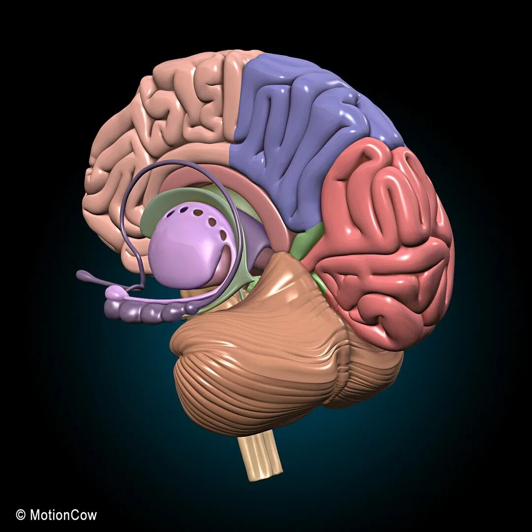 Brain g. 3в модель мозга ствол. 3д анатомия головного мозга. Муляж мозга.