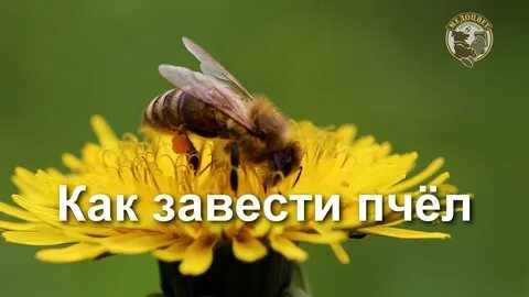 Плюсы пчел