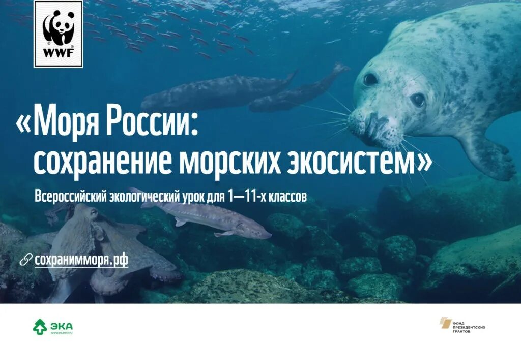 Программа морская. Морская программа wwf. wwf россии. сохранение моря. сохранение морских экосистем.