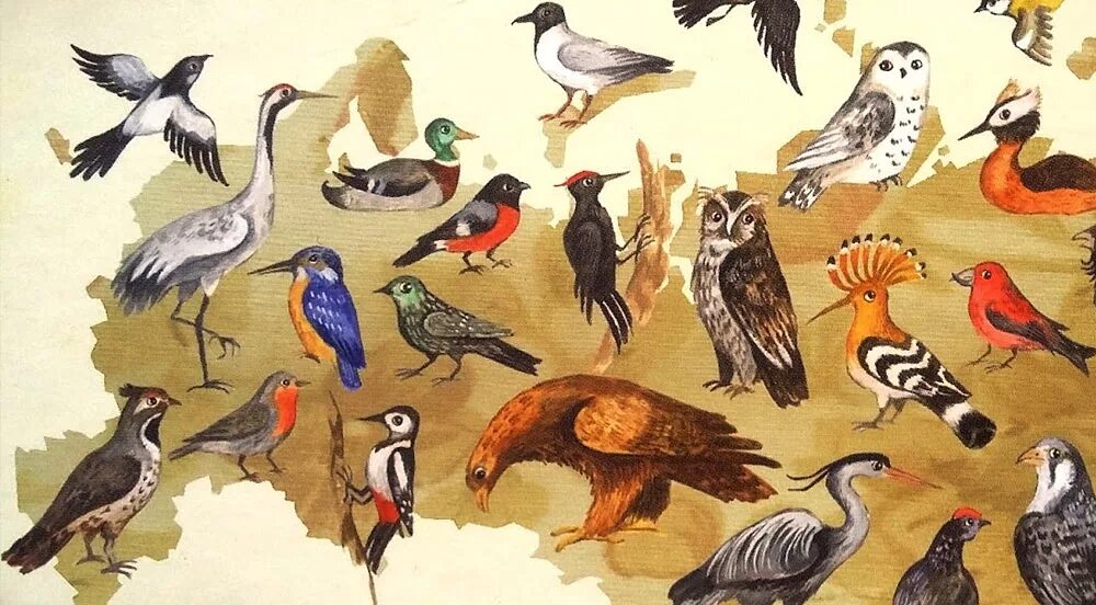 Многообразие птиц. Разнообразие птиц виды. Много птиц. Биоразнообразие птиц.