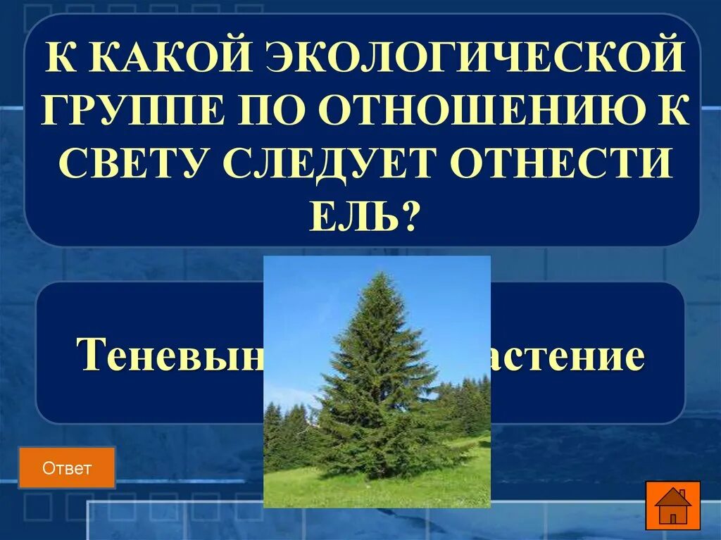 Природная группа. К какой экологической группе по отношению к свету следует отнести ель. Экологические группы по отношению к свету. Ель экологические факторы. К какой экологической группе относится ель.