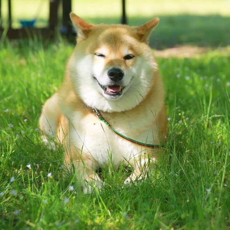 Какие породы ину. Сиба ину. Порода сиба ину. Собака-улыбака порода сиба-ину. Сиба Шиба ину японская собака-улыбака.
