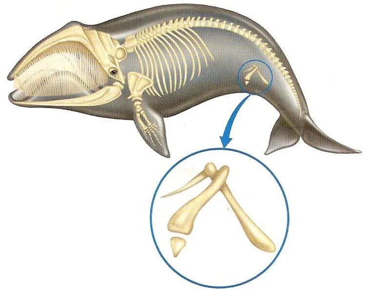 Скелет кита рудименты. Рудимент задних конечностей кита. Тазовые кости кита. Рудименты тазового пояса кита.
