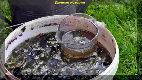 Поливать травяным настоем