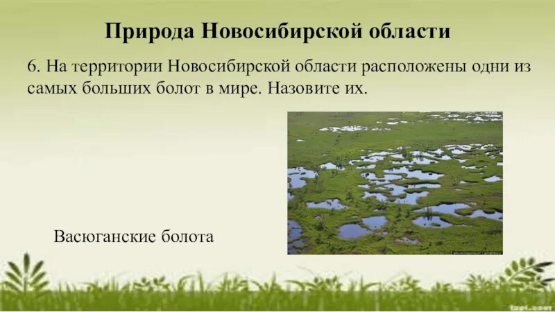 Информация о новосибирской области. Природа Новосибирской области презентация. Растительность Новосибирской области. Природа родного края Новосибирская область. Проект разнообразие природы Новосибирской области.