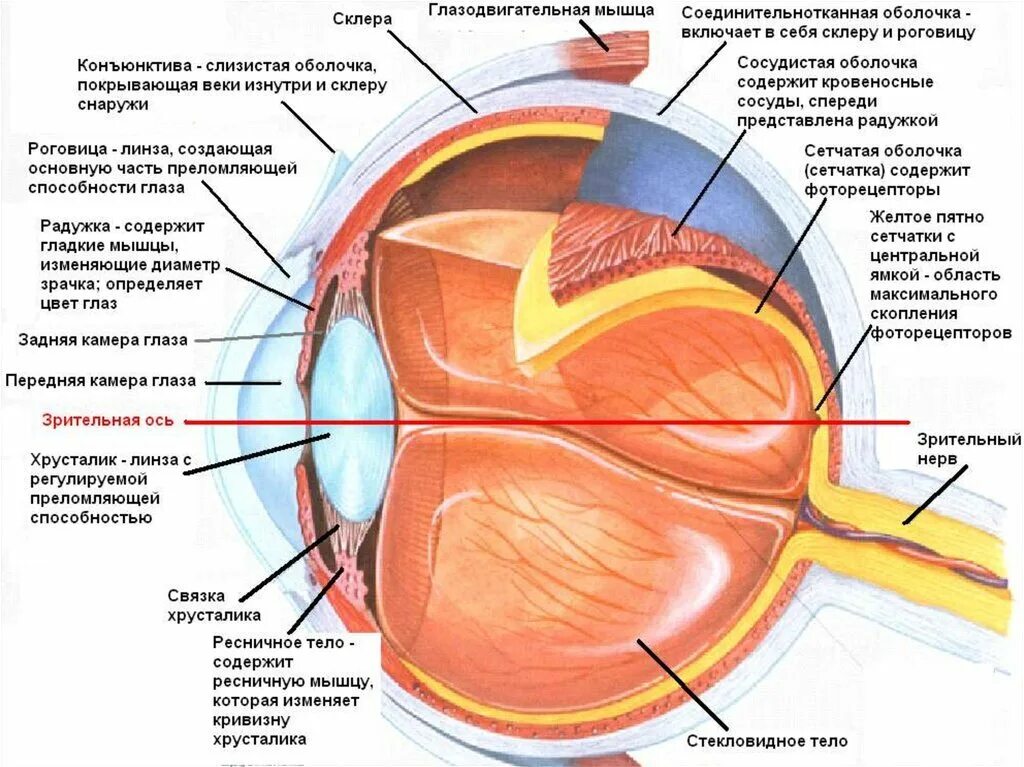 Сетчатое тело. Анатомические структуры органа зрения анатомия. Строение глаза человека анатомический атлас. Строение глаза человека схема. Структура глазного яблока схема.