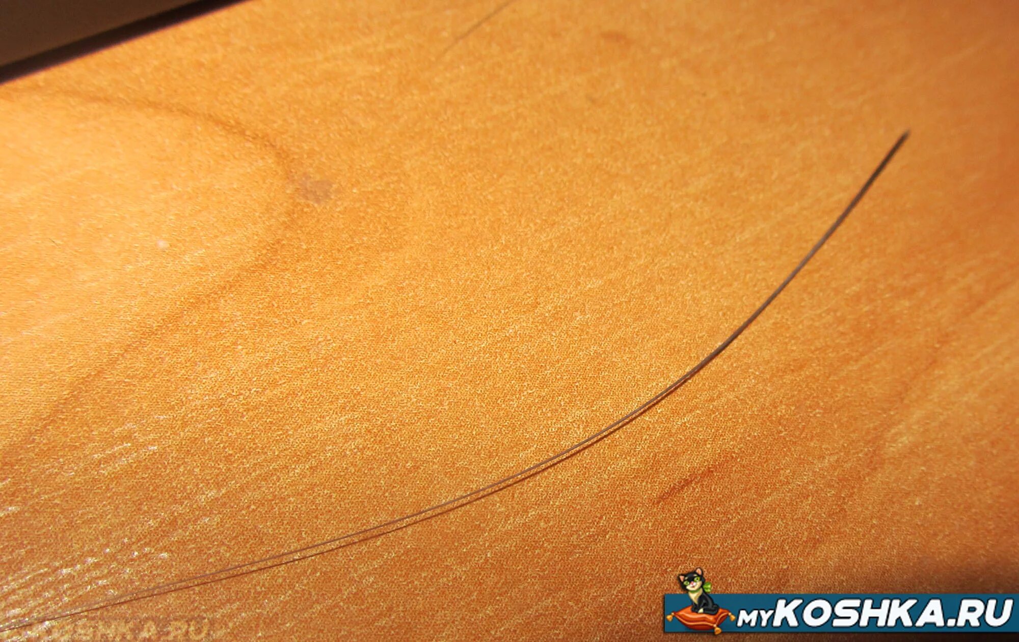 Выпадают усы. Кот через лупу. Пятнистые усы у кота. Вибриссы у кошек. Усики у котят.