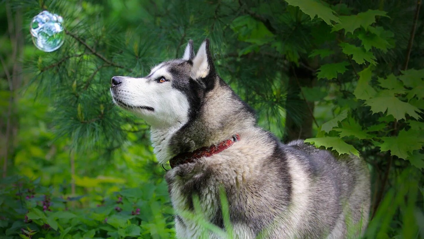 Animal pc. Лайка маламут. Сибирский хаски. Аляскинский маламут большой. Маламут голубоглазый.