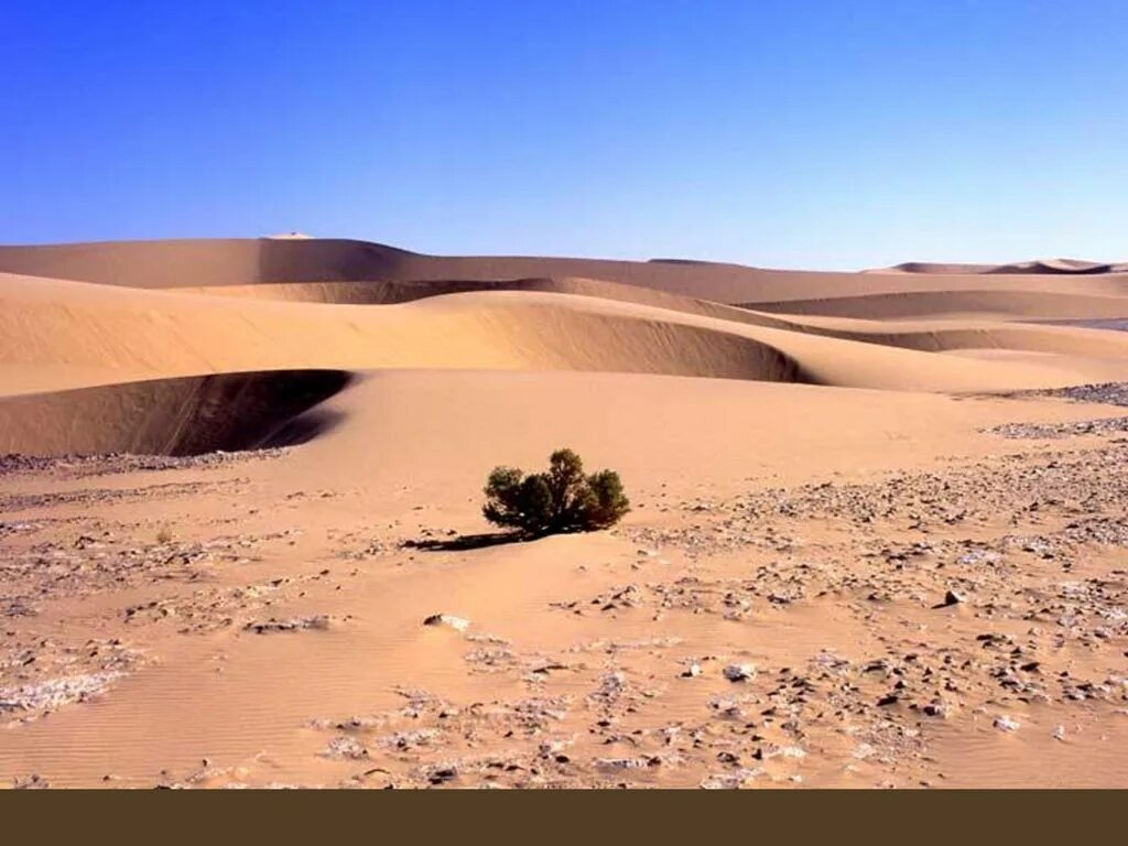 Песчаные барханы калмыкии. Beautiful deserts. Пустыня калахари верблюжий терн. Пустыня бледовска. Пирамидные дюны.