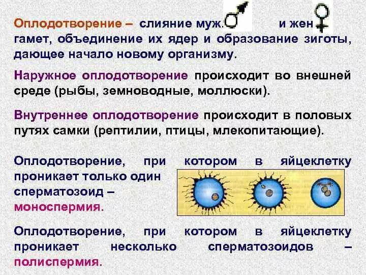 В результате слияния гамет происходит