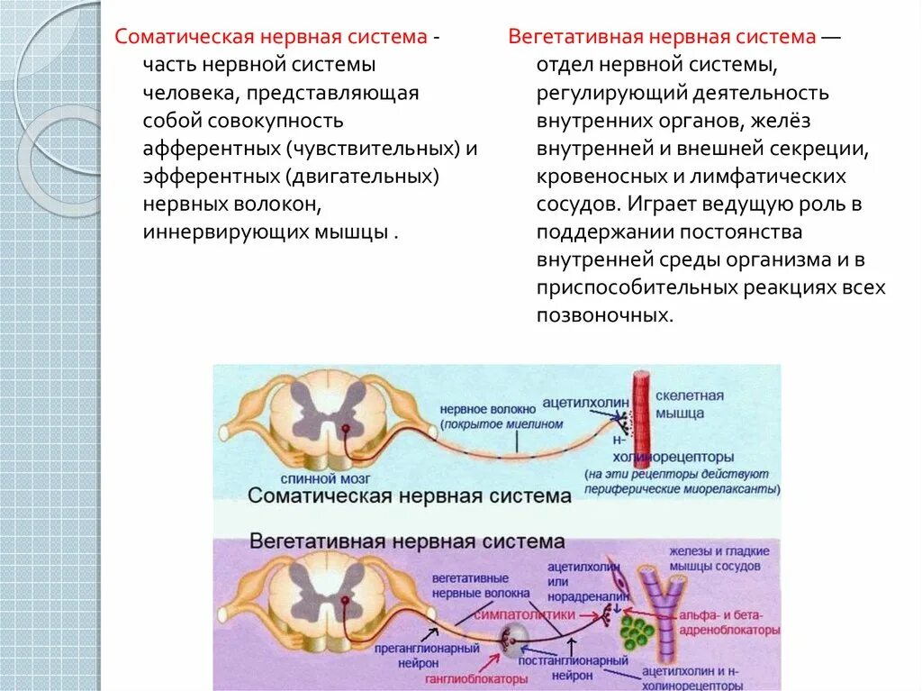 Соматическая нервная система. Соматическая и вегетативная нервная система. Нервные волокна соматической нервной системы. Вегетативная нервная система и соматическая нервная система. Соматический и вегетативный автономный отдел