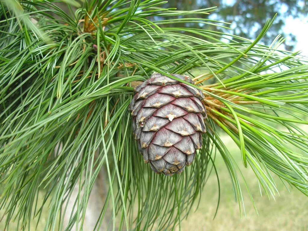 Хвойные орехи. Сибирский кедр плоды. Pinus Cembra шишки. Кедр Сибирский ветка. Сосна Кедровая Сибирская шишки.