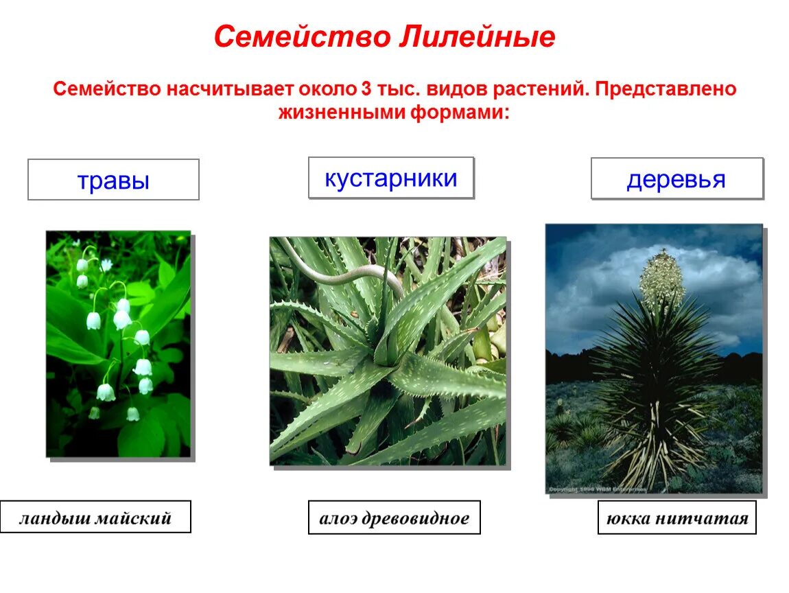 Каково значение растений лилейных в жизни человека. Семейство Лилейные. Кустарники семейства Лилейные. Семейство Лилейные жизненные формы. Жизненные формы лилейных растений.