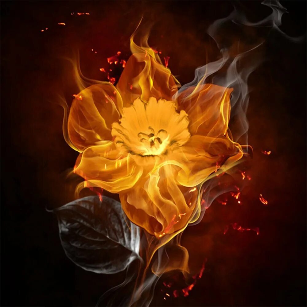 Огненный цвет. Горящий цветок. Цветное пламя. Огненный цветок. Пламя подобно пылающему цветку.