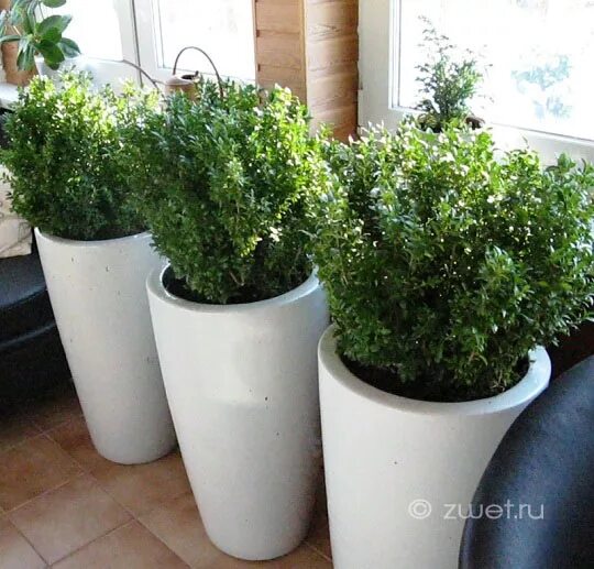 Сажаем кактус без корня в горшок. Можно ли горшок без дырок. Можно ли горшок без дырок. Можно ли горшок без дырок. Горшок цветочный с автополивом ingreen.