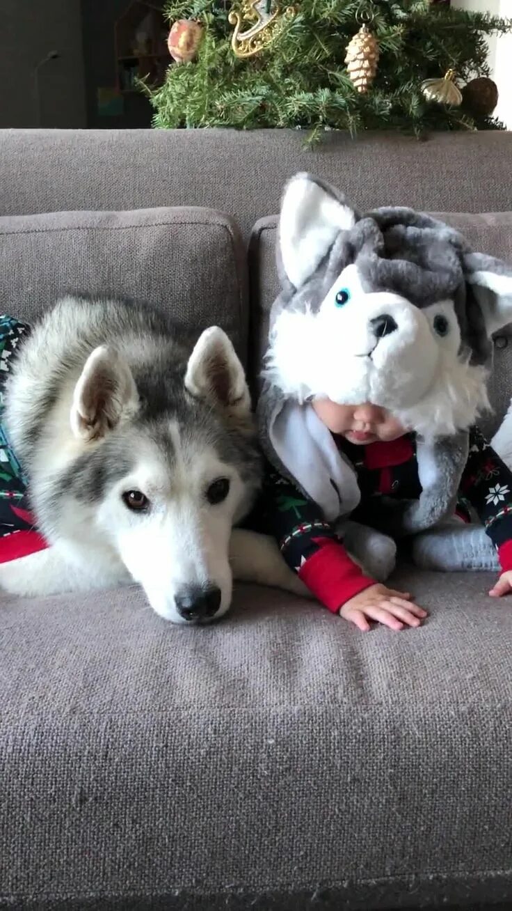 Хаски рэпер фотосессия. Сын хаски. Сибирский хаски породы собак. Хаски бублик. Фотосессия с хаски парни.