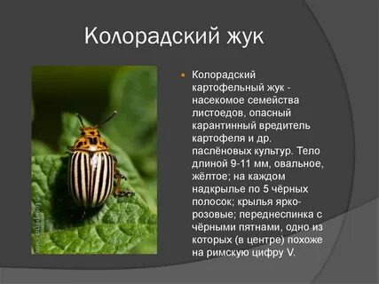 Какое насекомое является