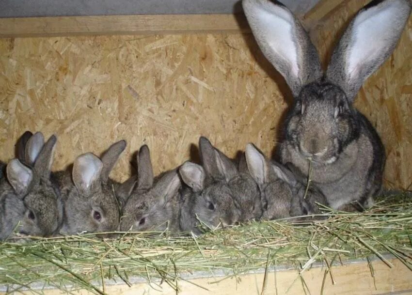 Кролик Фландр. Разведение кроликов. Кролиководство крольчата. Кролики размножаются.