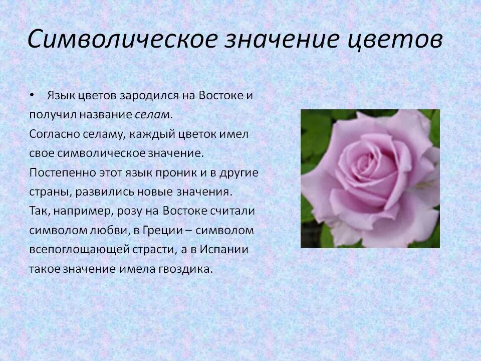 Цвети значение слова. Что обозначают розы на языке цветов.