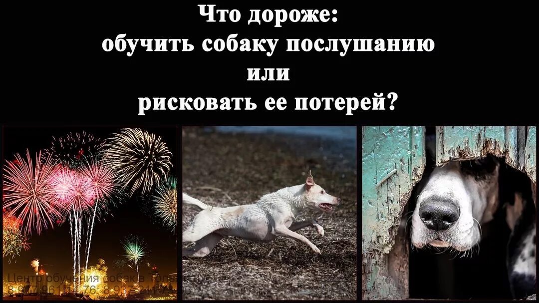 Собака и фейерверк. Собака и фейерверк. Собака боится фейерверков что делать. Животные и салют. Петарды и животные.