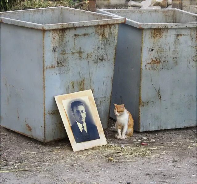 Кот в мусорке. Бездомные кошки на помойке.