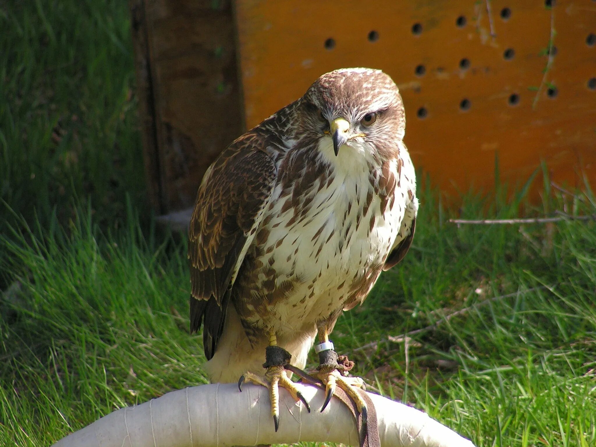 Беркут балобан. Лунь канюк тетеревятник. Беркут ястреб коршун. Обыкновенный канюк ястребиные. Канюк хищная птица.