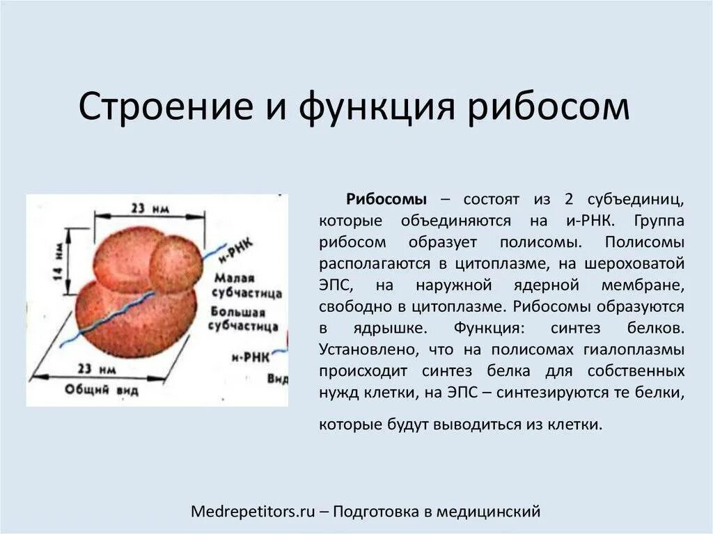 Рибосомы особенности строения и функции. Рибосомы строение и функции. функции рибосом в эукариотической клетке. рибосомы особенности строения. рибосомы строение и функции функции.