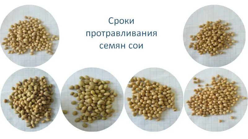 В семенах сои содержится 20. Оптимальные показатели семян сои. 5 процентов масла. В семенах сои содержится 20. Достоинства бобовых культур.