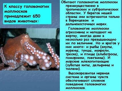 Как защищаются моллюски