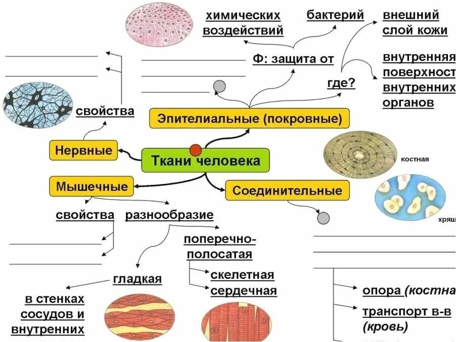 Таблица ткани животных организмов 10 класс. Опорный конспект ткани животных. Ткани биология 8 конспект. Биология 8 класс ткани человека конспект.