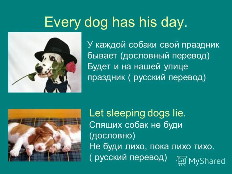 Шавка на английском. Английские пословицы. Рассказ про собаку на английском. Проект про собаку на английском. Пословицы и поговорки на английском про собак.