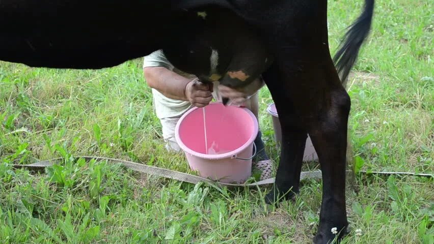 Female milking. Корова писает. Female milking. Рабыни на молочной ферме. Female milking.