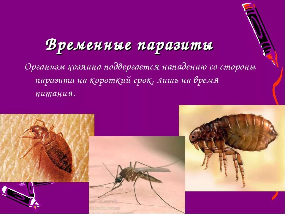 Чем наружные паразиты отличаются от. Временные паразиты. Эктопаразиты временные и постоянные. Временный и постоянный паразитизм.