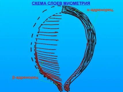 Контракция