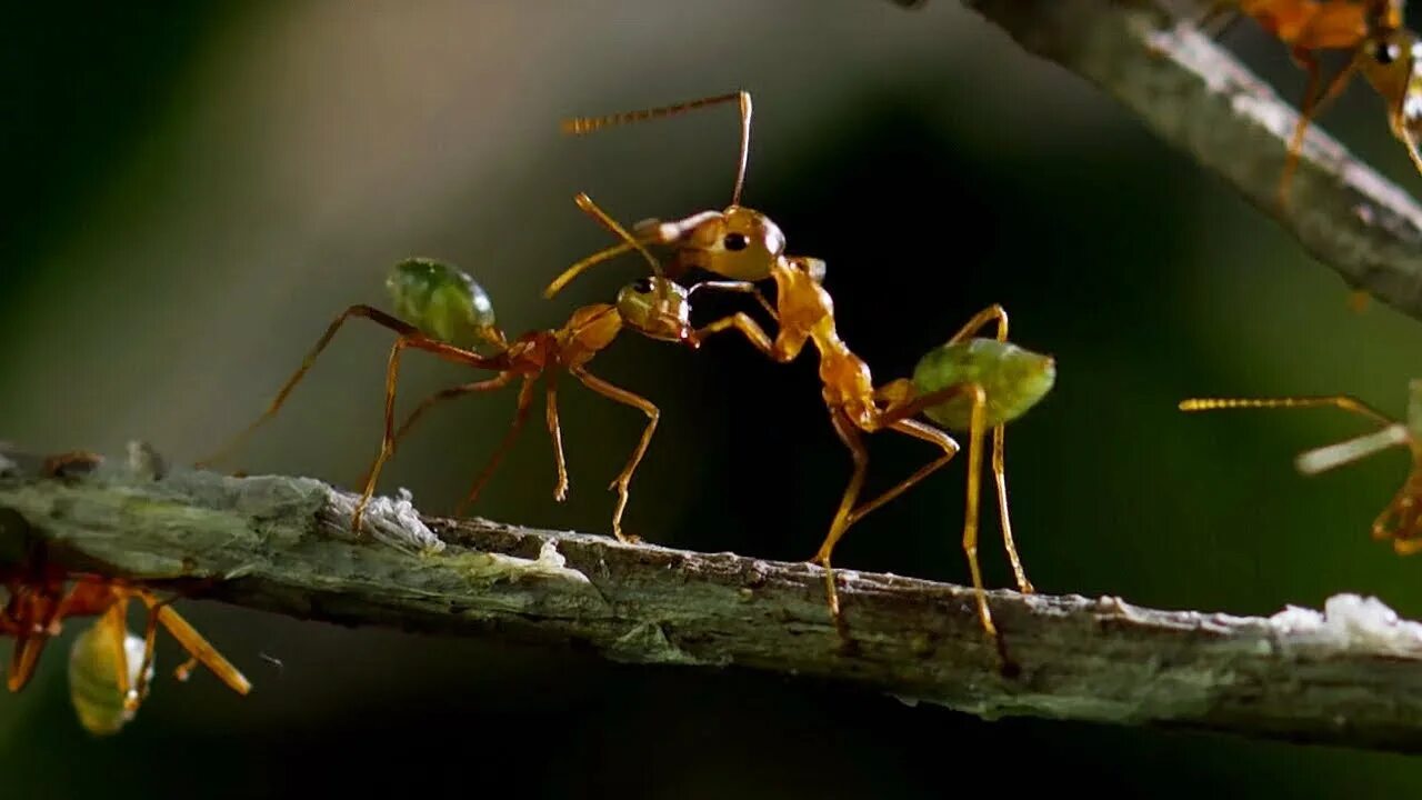 Use ant. Глаза муравья. ббс про муравьев. ant attack. муравьиное посвящение.