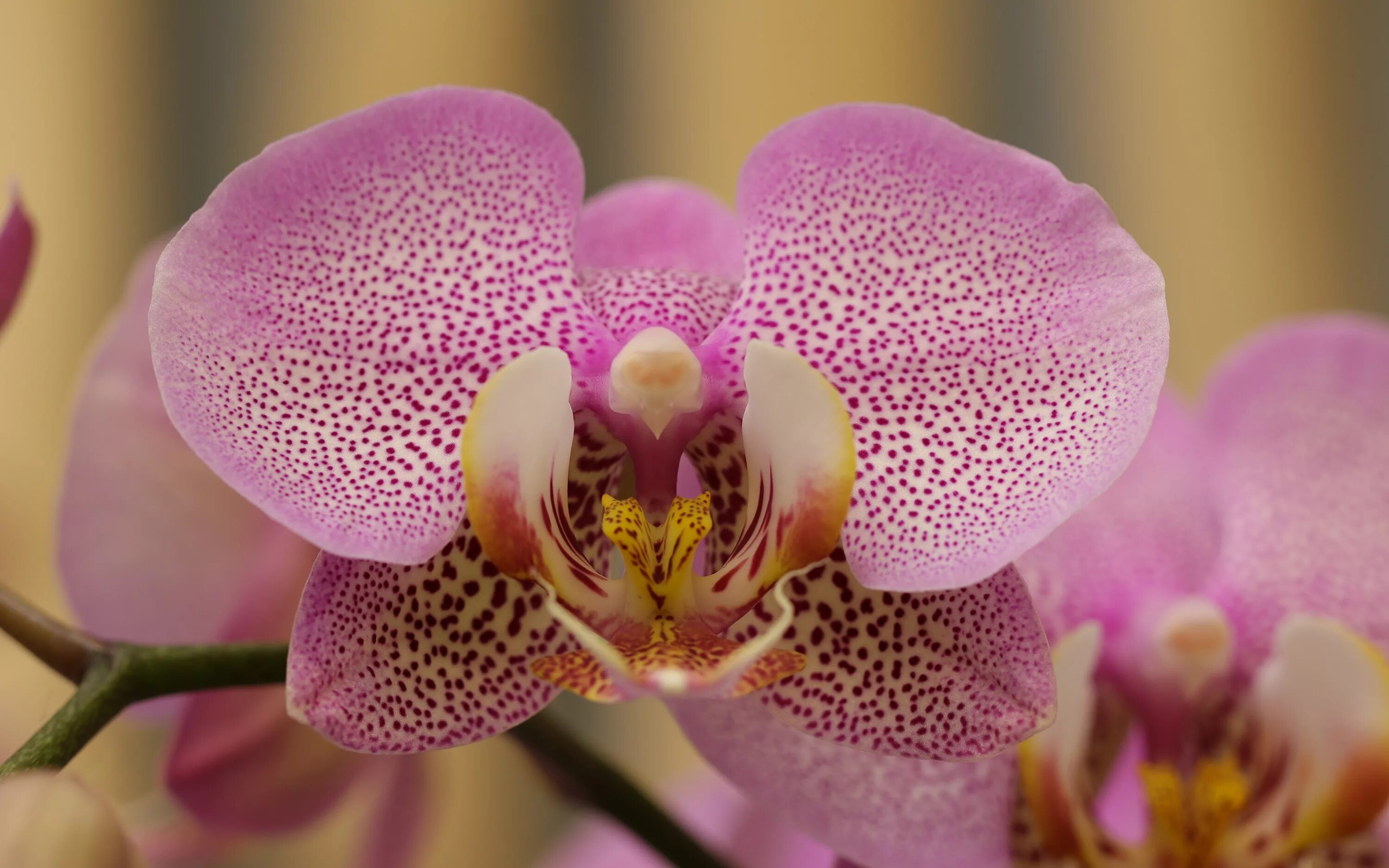 Орхидея phalaenopsis. Фаленопсис посейдон. Орхидея фаленопсис брион. Орхидея фаленопсис. Фаленопсис армион.
