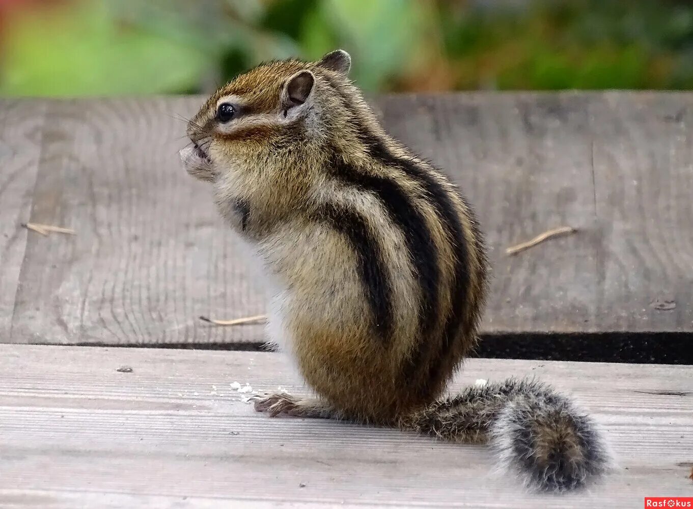 Скачать 1280x1280 бурундук, chipmunk, щеки, запасы, трава обои, картинки ipad, i