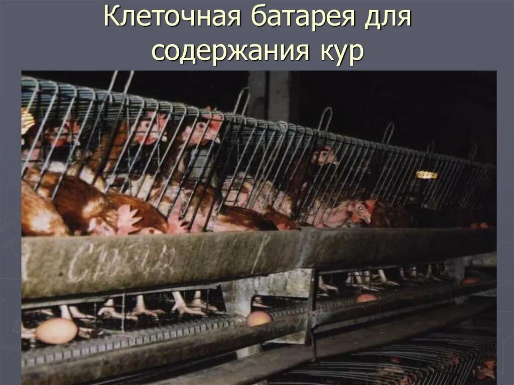 Гигиена содержания животных